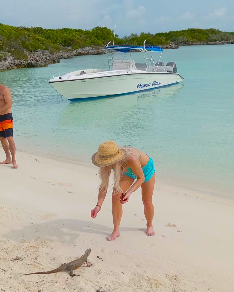 Swimming pigs in shallow water