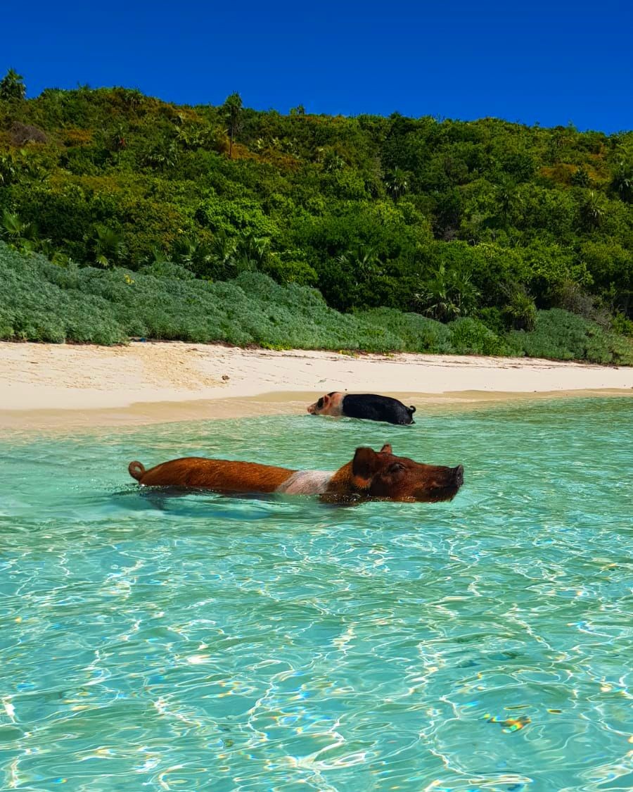 Shallow turquoise water and white sand along an Exuma sandbar